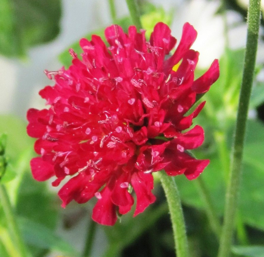 KNAUTIA, MIXED COLORS 100 SEEDS, RED, PINK, LAVENDER, PERENNIAL *EZ TO GROW*