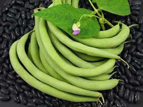 Bean Bush Black Valentine Heirloom Garden Vegetable By Seed Kingdom 1 Lb Seeds