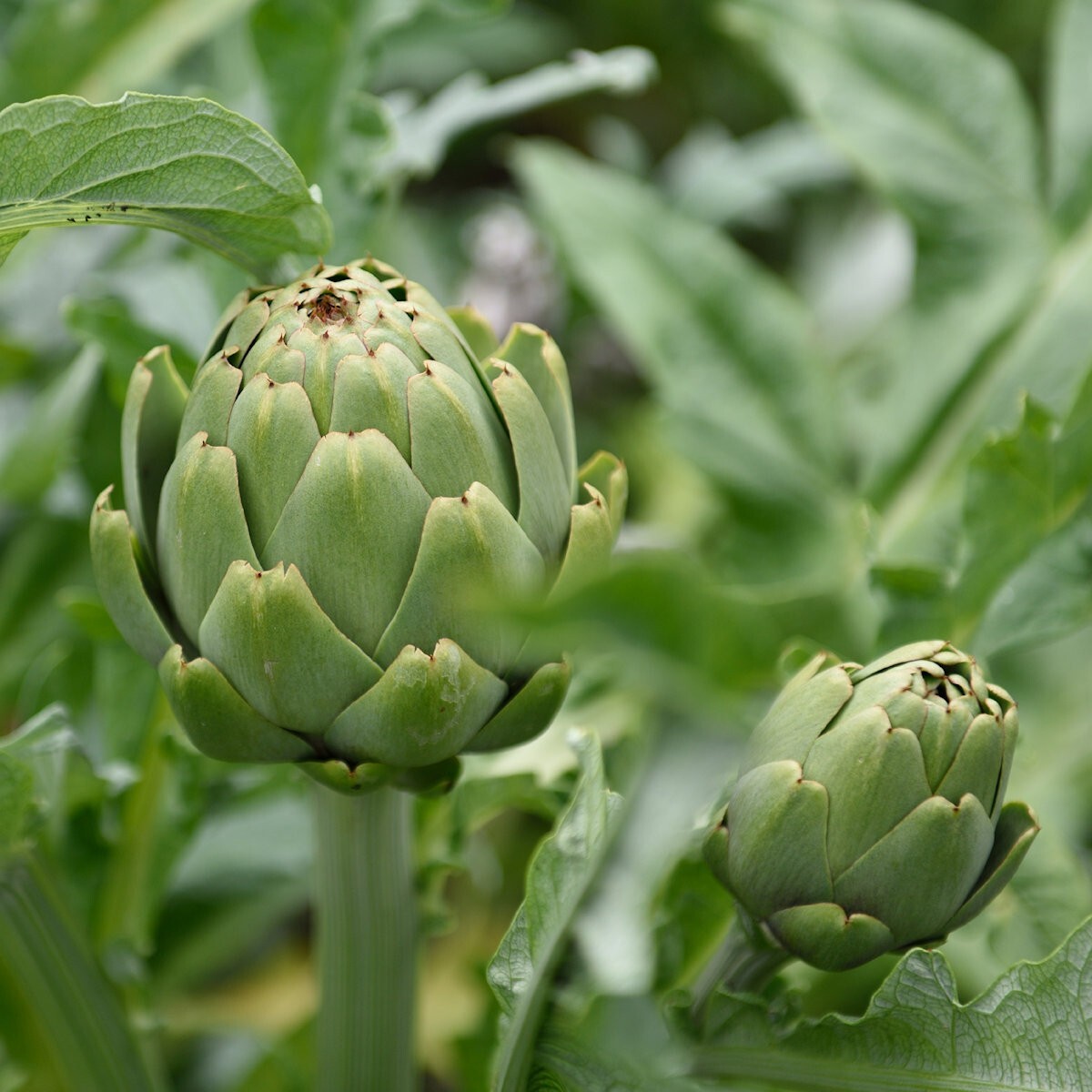 1 Oz Green Globe Artichoke Seeds – Everwilde Farms Mylar Seed Packet