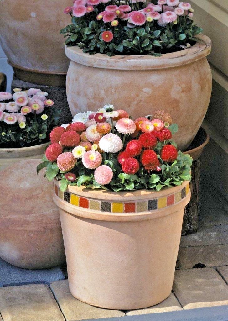 401+ENGLISH DAISY MIX Flower Seeds European Wildflower Early Blooms Groundcover