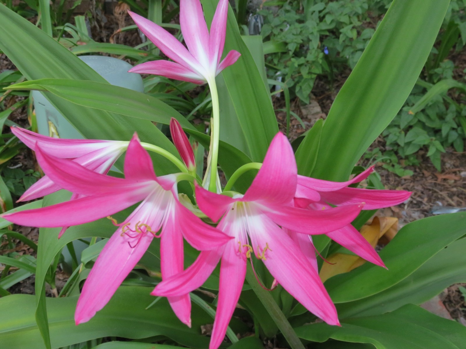Crinum Lily, Mystery, medium-size bulb, NEW, fragrant