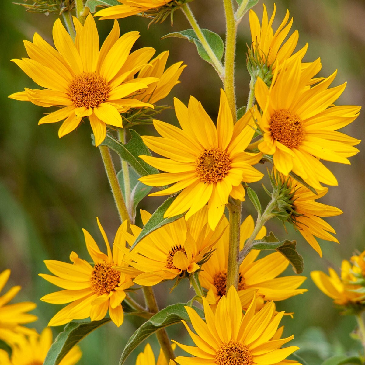 1/4 Lb Maximilian’s Sunflower Wildflower Seeds – Everwilde Farms Mylar Packet