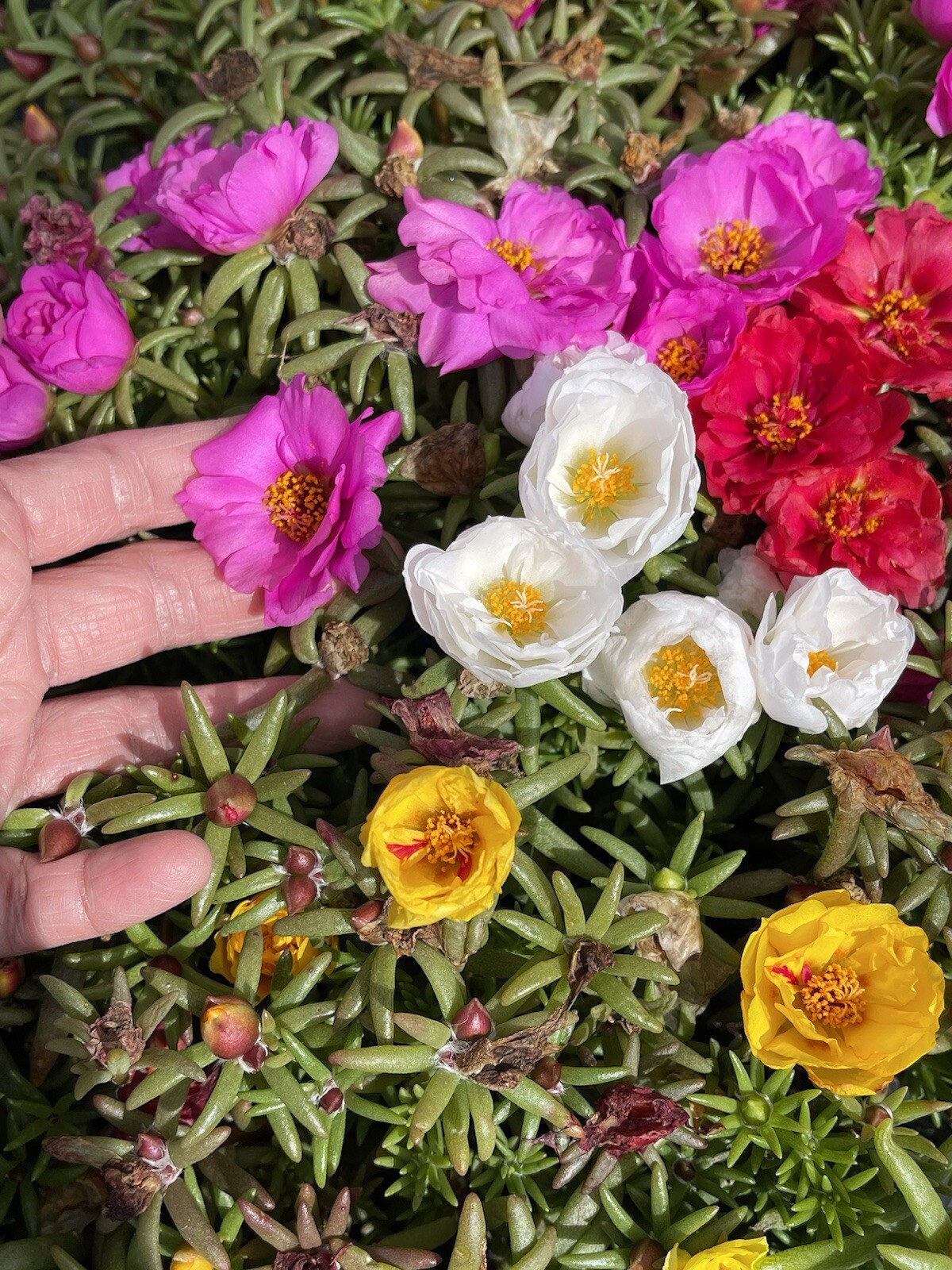 500+SEEDS Moss Rose Portulaca | Double Flowered Mix