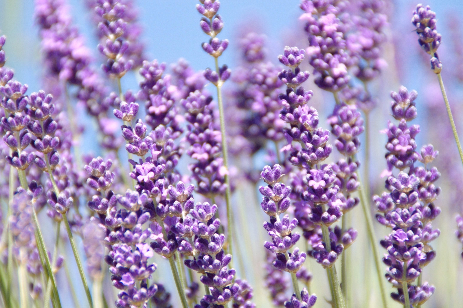 500 TRUE ENGLISH LAVENDER VERA Lavandula Angustifolia Herb Flower Seeds *Flat SH