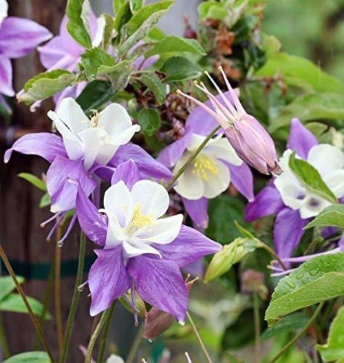 McKana Giant Columbine Seeds – Colorful Perennial for Garden Beauty & Wildlife