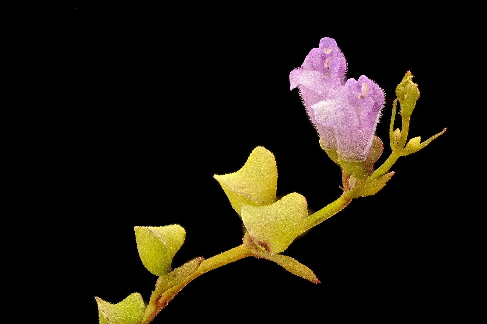 Scutellaria lateriflora seeds – Blue Skullcap – Mad Dog Skullcap – Scullcap