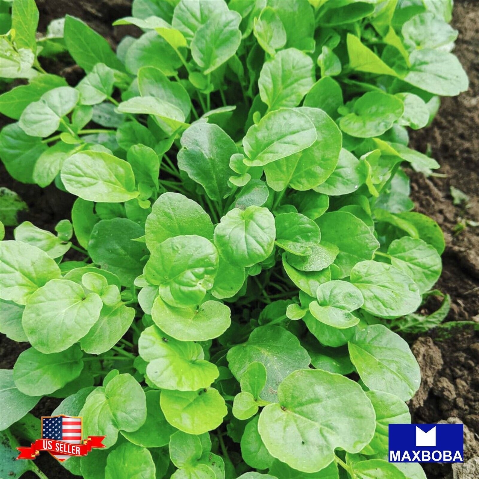 Cress Herb Seeds Upland Non-GMO Heirloom Garden