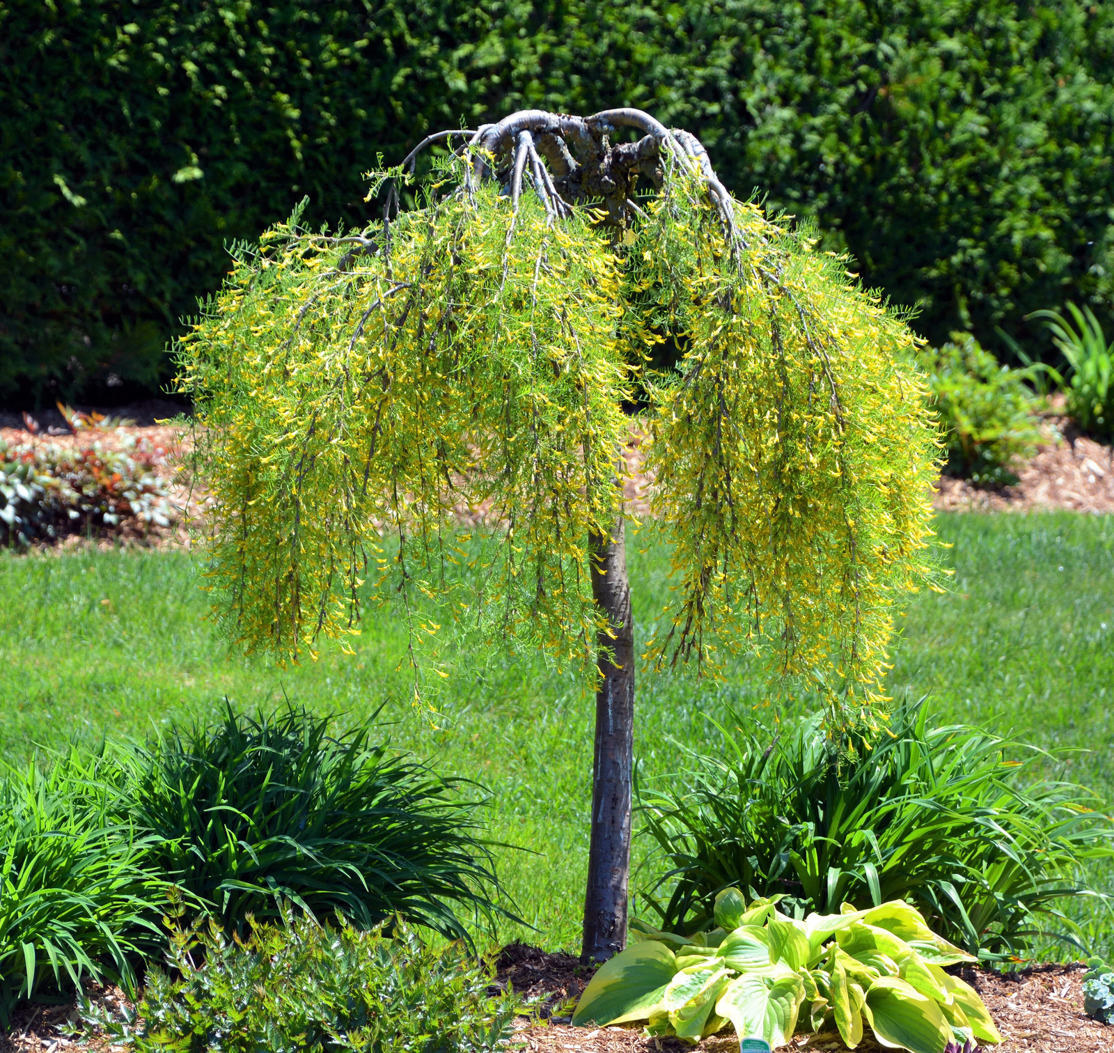 25 SIBERIAN PEASHRUB Caragana Arborescens Peatree Yellow Flower Vegetable Seeds