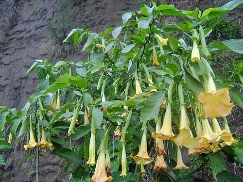 Brugmansia suaveolens | Yellow | Angel’s Trumpet | 25 Seeds