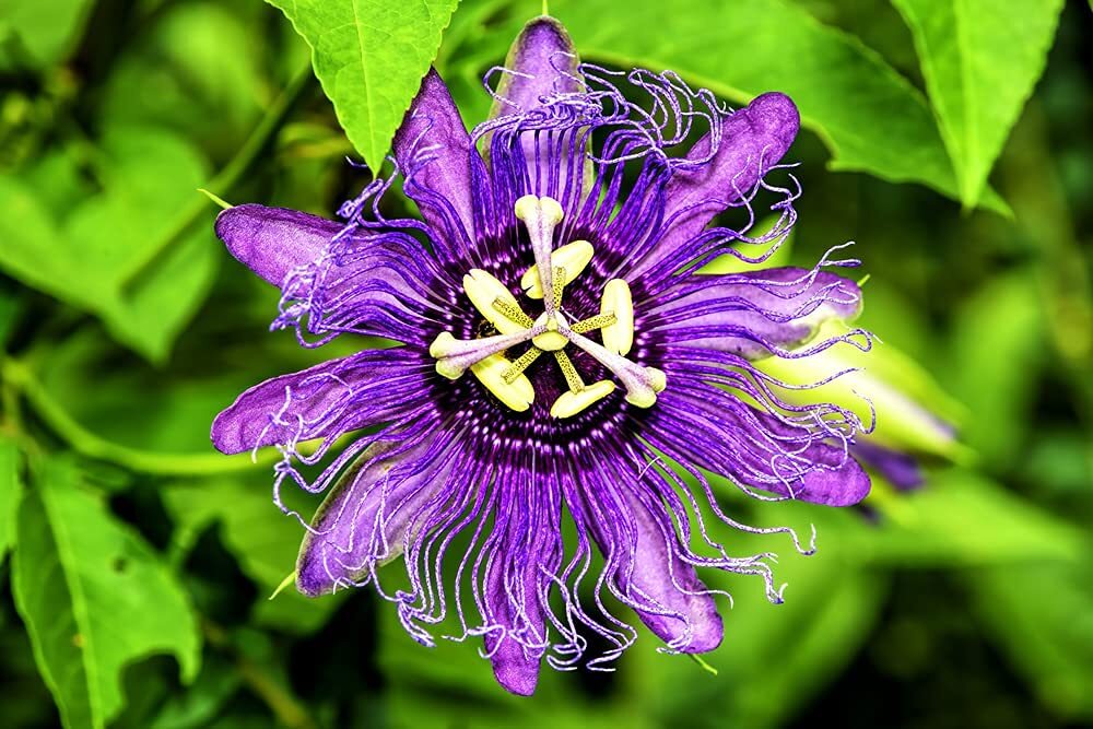 Passion Flower Seeds for Planting – 50+ Seeds – Ships from Iowa, USA – Grow Exot