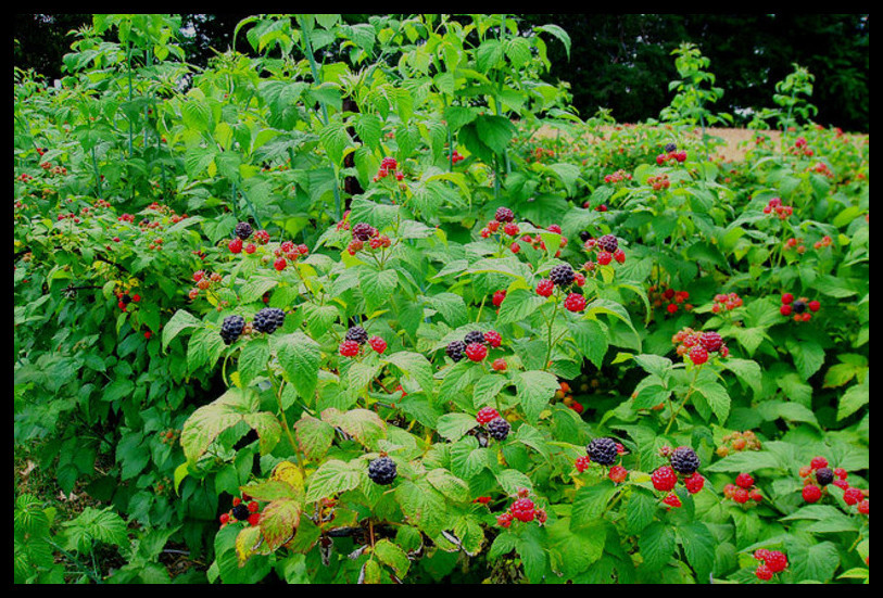 Black Raspberry Bush Seeds – SWEET DELICIOUS FRUIT – COMB. S/H See Our Store!