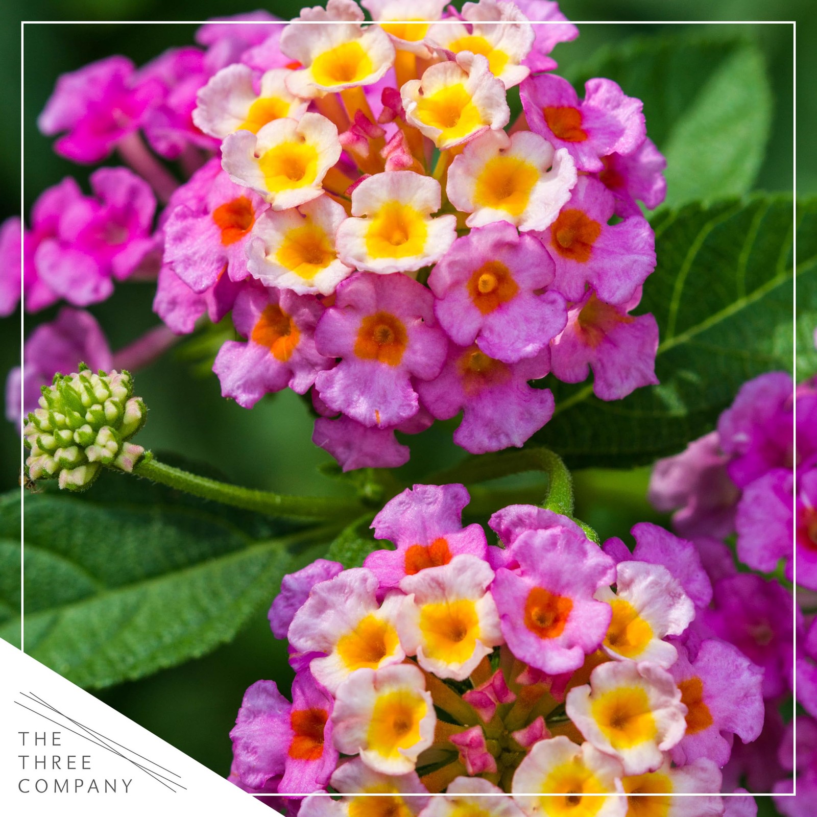 Live Flowering Lantana – Havana Pink Sky (2 Plants Per Pack), Healthy Bloomin…