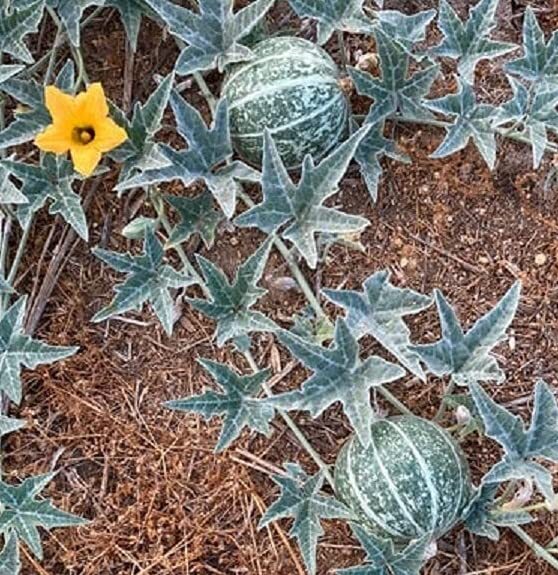 Coyote Melon Seeds (10 Seeds) – Bright Striped Melon, Compact Vines – 60-70 Days