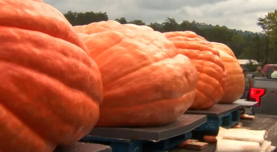 5 Dill’s Atlantic Giant Pumpkin Seeds – Heirloom —- WORLD RECORD — NON GMO
