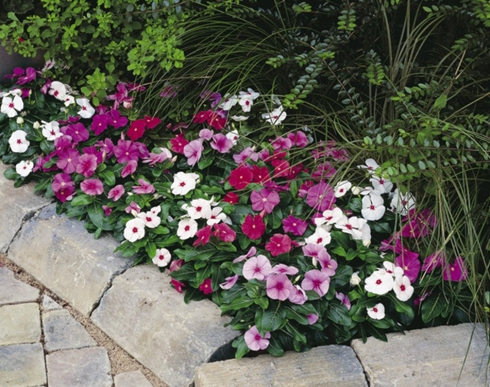 Seeds4planting – Seeds Periwinkle Madagascar Vinca Rosea Mix Balcony Perennai…
