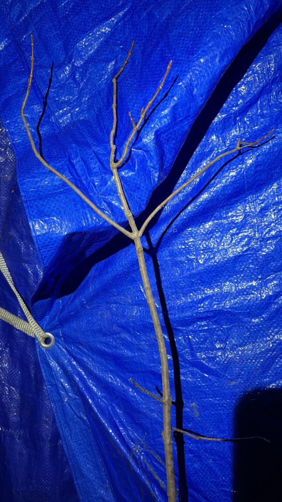 Exact plant #43, Red Oak Quercus Rubra 4-5 year old