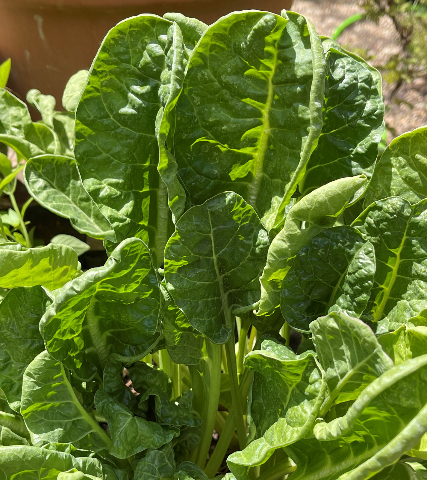 50+ PERPETUAL SPINACH SWISS CHARD SEEDS NON-GMO FRESH FOR GARDENS