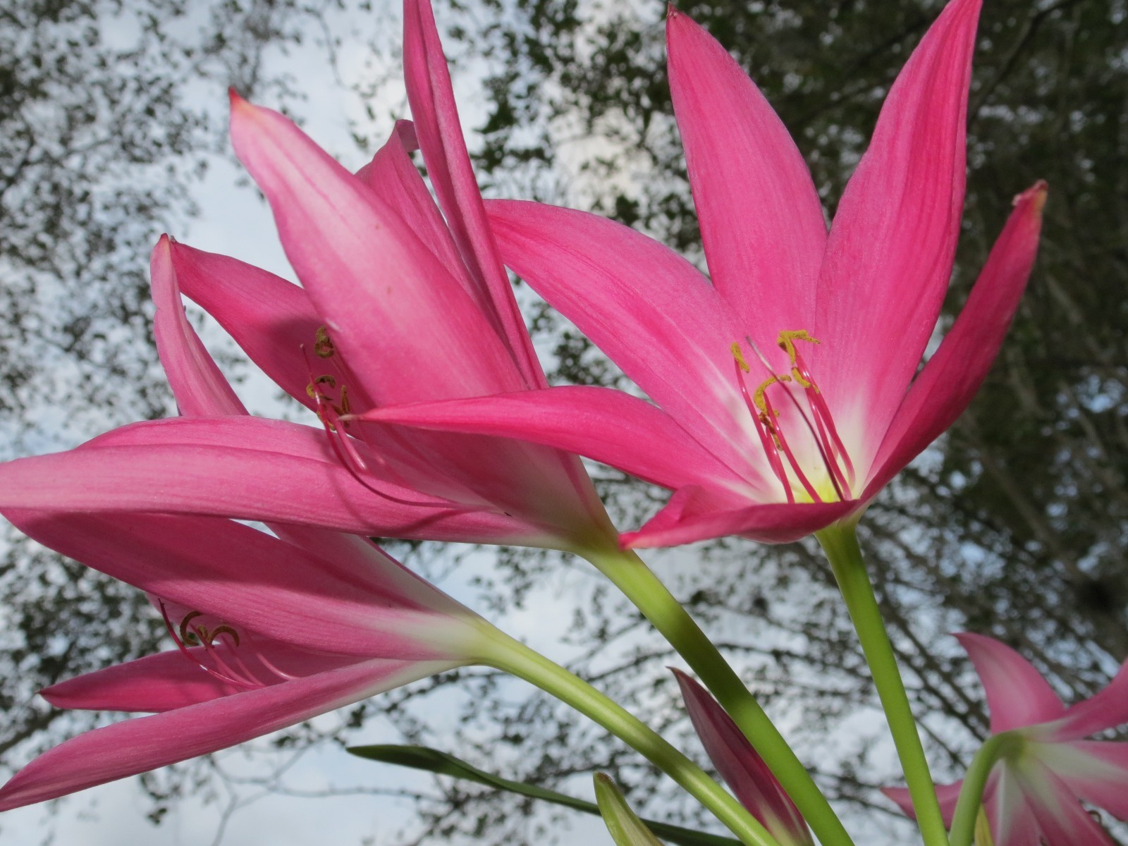 Crinum Lily, Mystery, medium-size bulb, NEW, fragrant