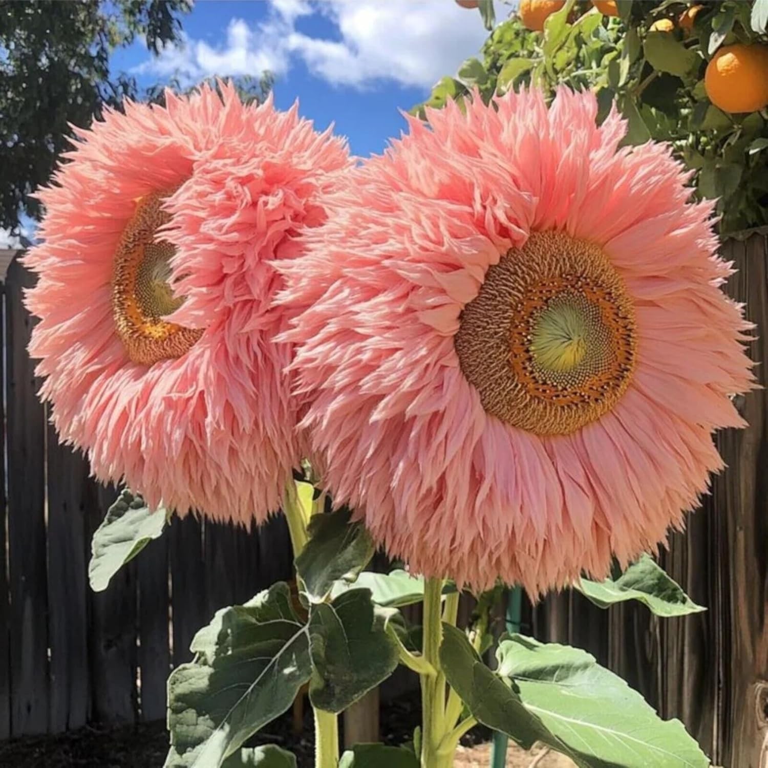 700+ Sunflower Seeds for Planting – Giant Teddy Bear Sunflower Heirloom Non-GMO