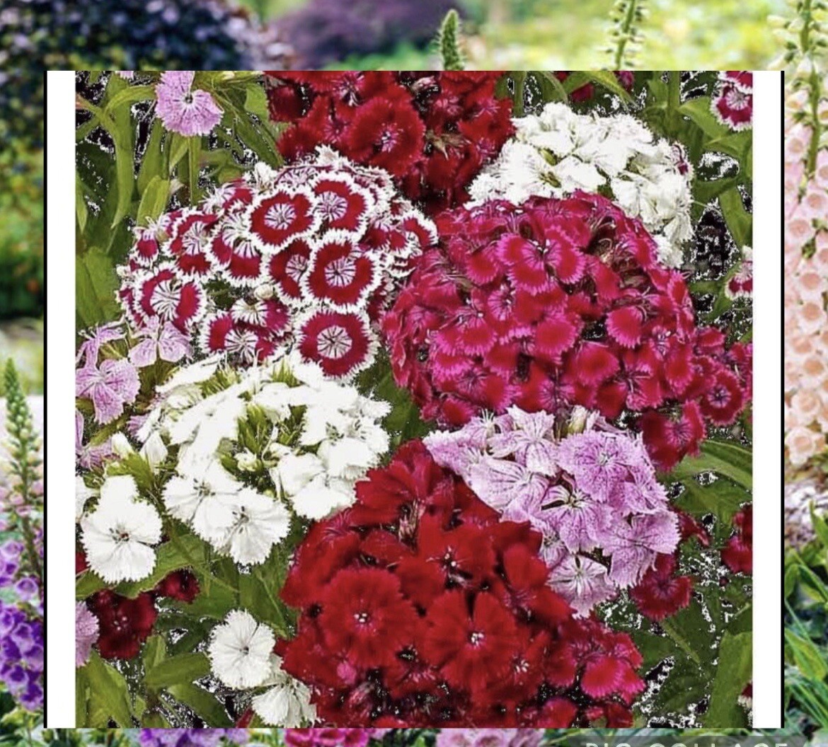 200+ SEEDS-SWEET WILLIAM / DIANTHUS Perennial Mixed Colors BUY2Get1Free