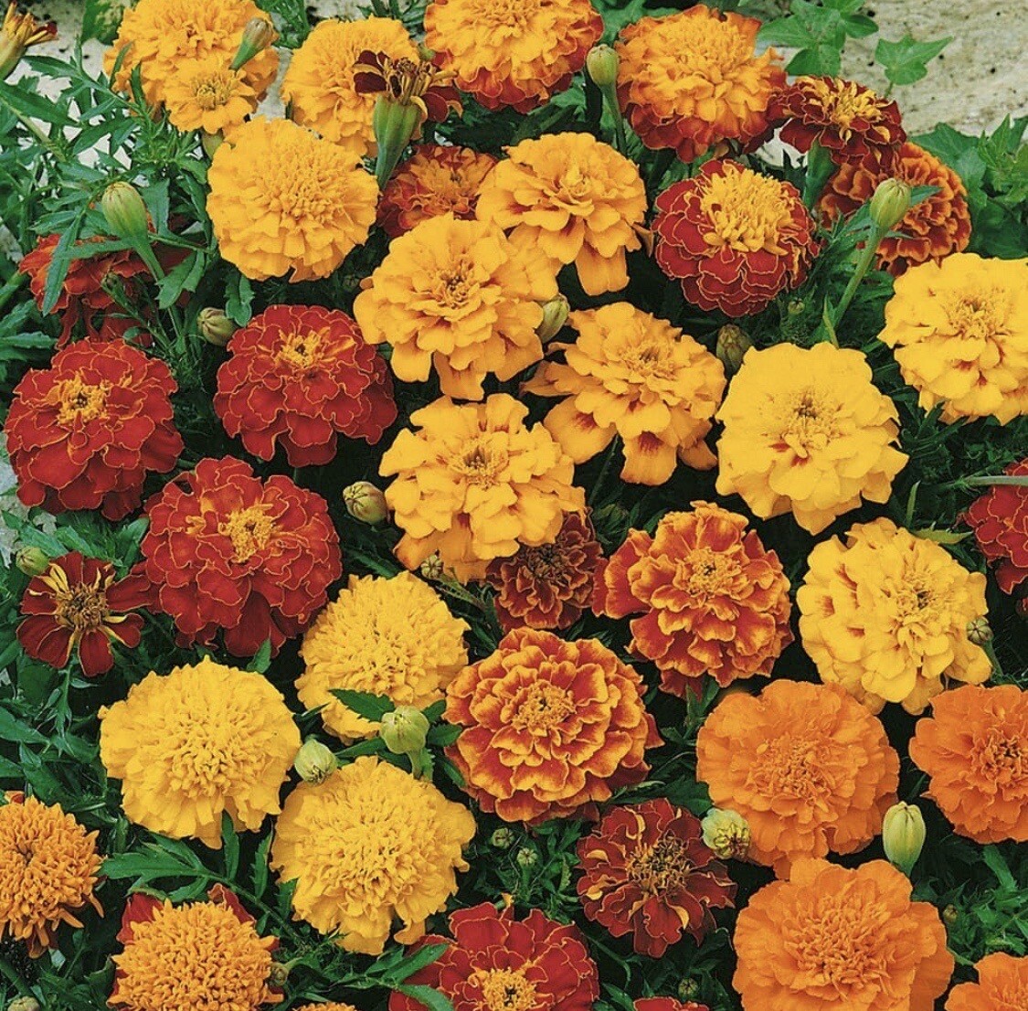 Tagetes Patula French Marigold Garden Flower Seed Mix – 1000 Seeds 1