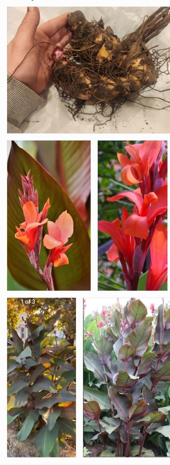 Lot Of 3 GIANT 12ft Tall MUSIFOLIA Canna Lily Rhizome Bronze/green Red Orange