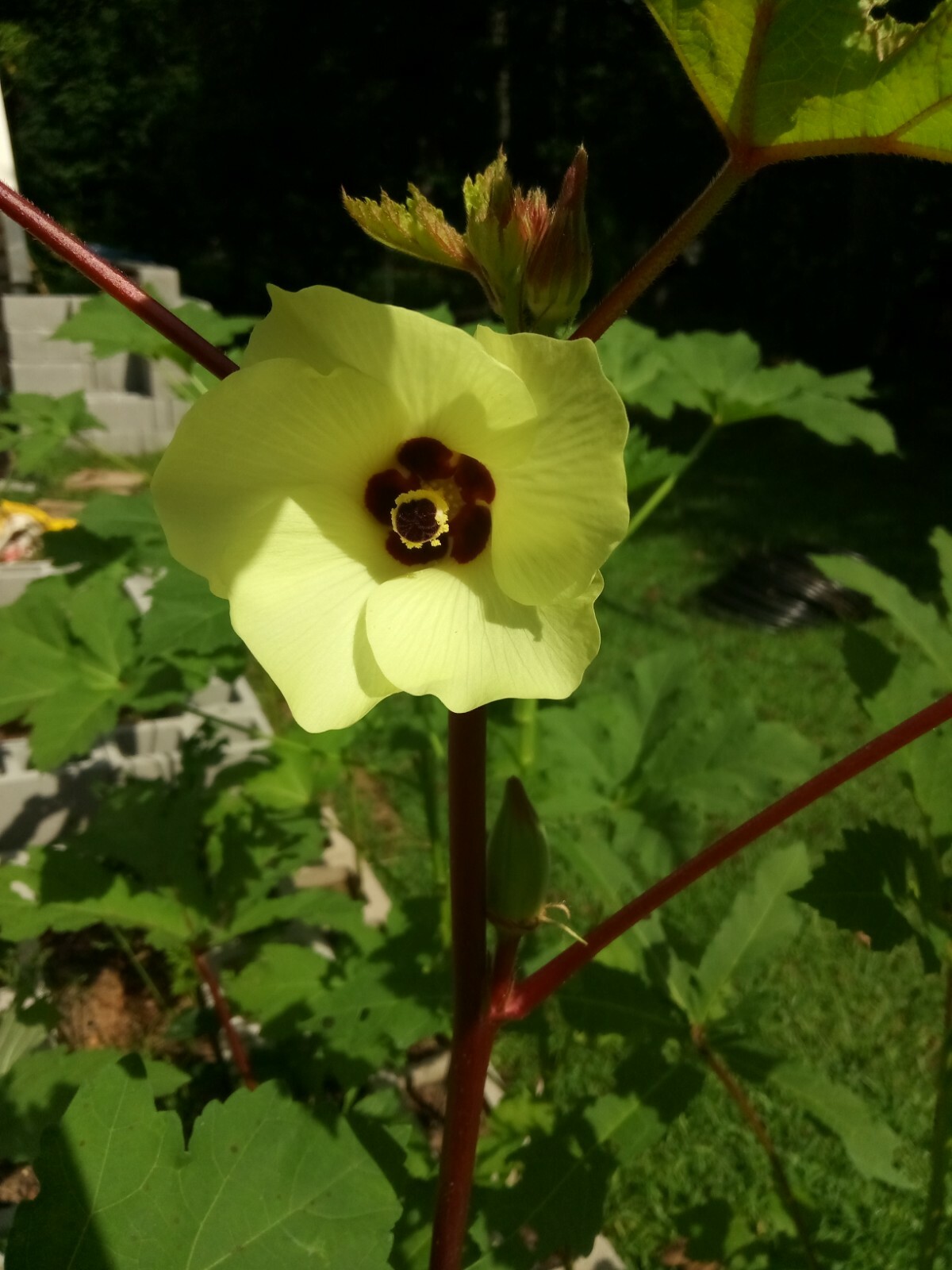 10 Rare Type Of Okra(Red/Green Pod) Seeds( Spineless ),US grown vegetable seeds.