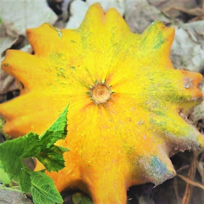 Sun Star Ornamental Gourd Mix Seeds | Fall Autumn Squash Fresh Pumpkin Seed 2024