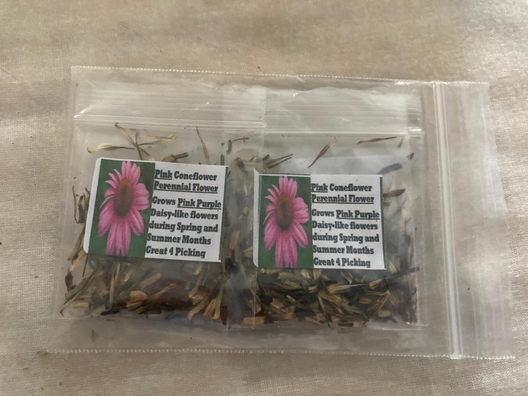 HUGE PINK Coneflowers Perennial OVER 100 + Seeds USA HOME GROWN