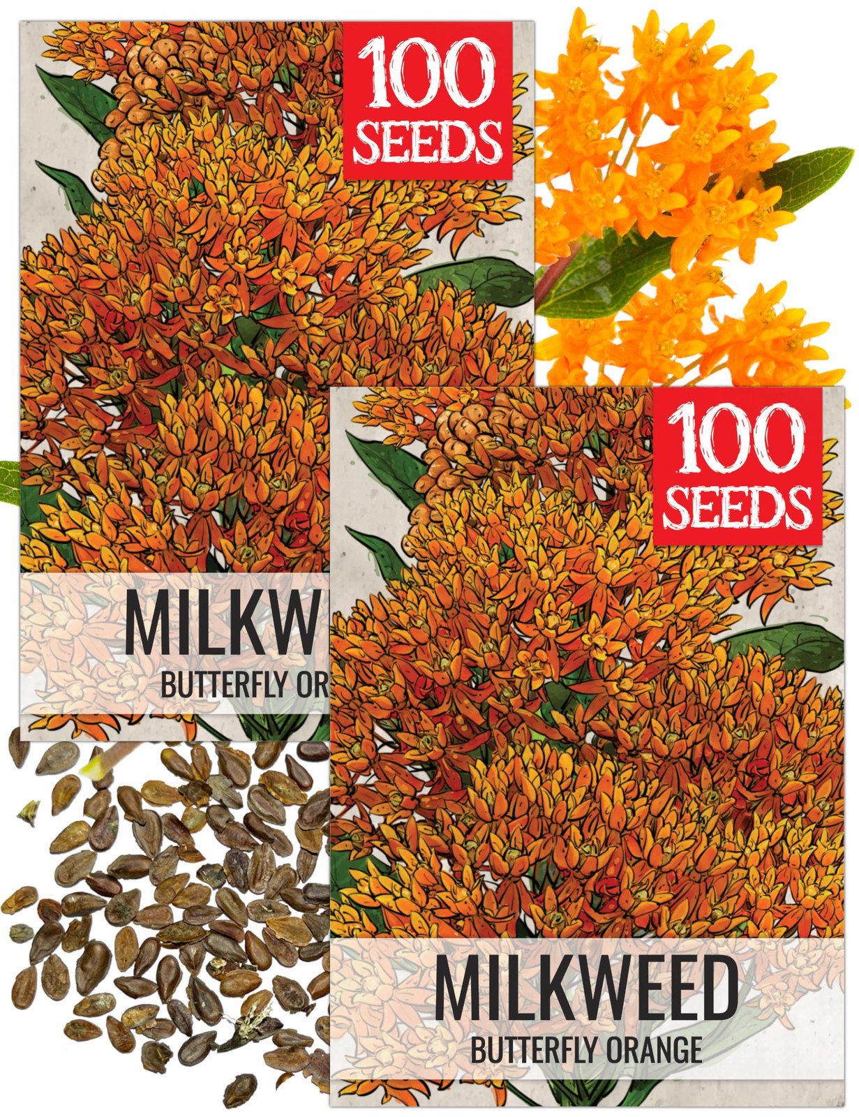 Seed Needs Orange Butterfly Milkweed Seeds for Monarch Butterflies 2 Packs
