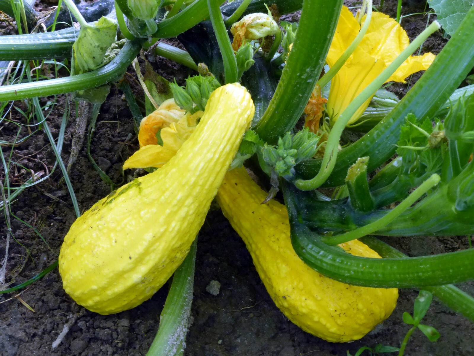 Yellow Crookneck Squash Seeds, 1 OZ, NON-GMO, Heirloom, FREE SHIPPING