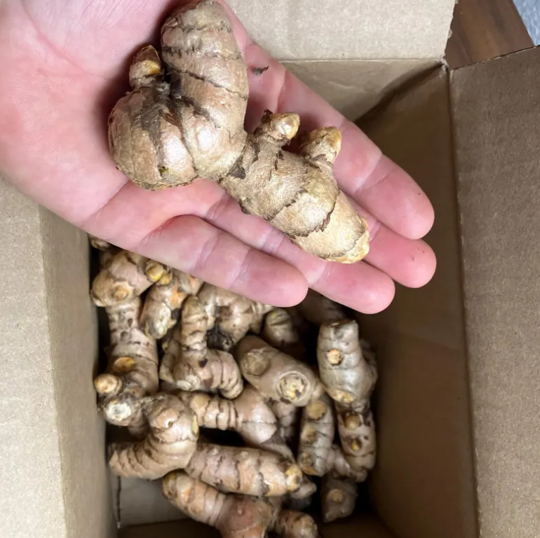 2 lbs Red USDA certified organic fresh red turmeric root