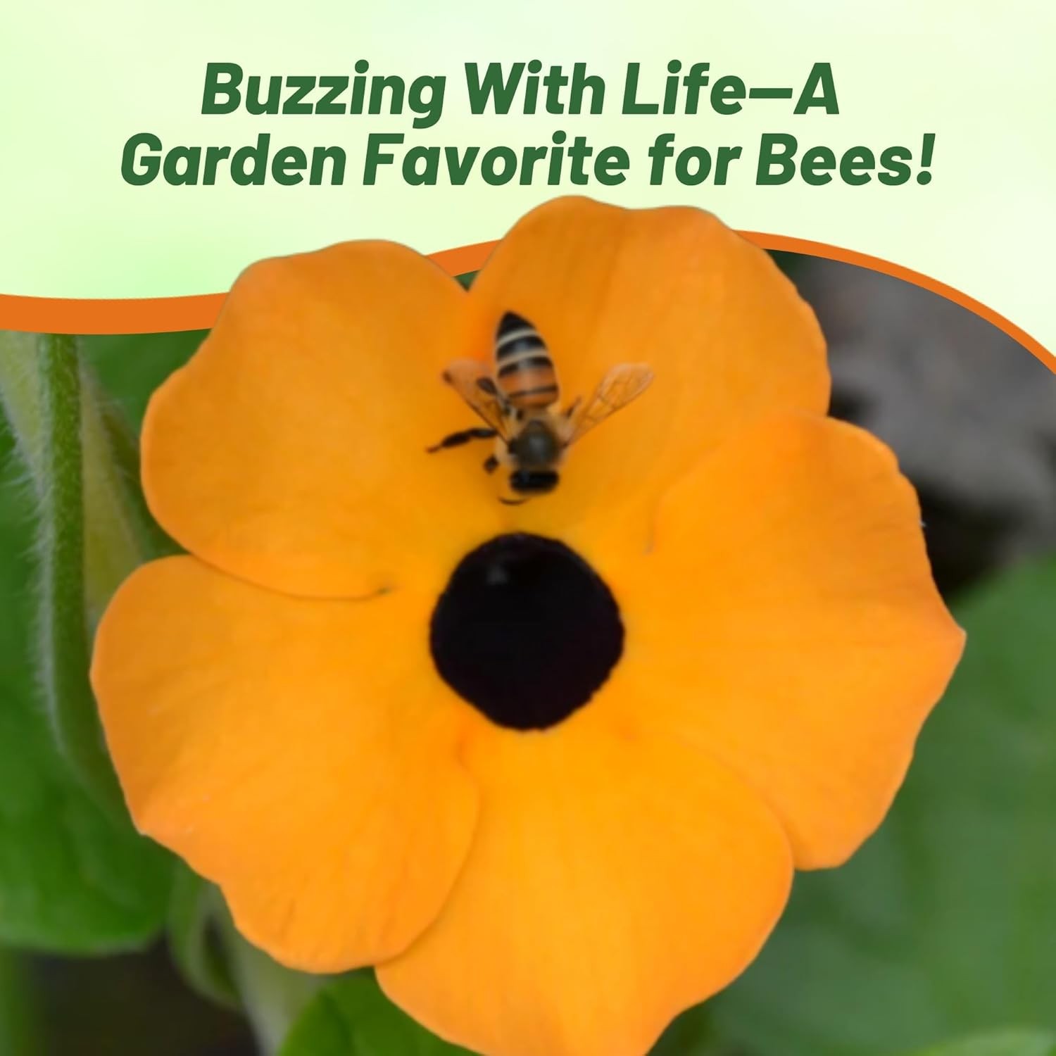 200 Seeds Orange Thunbergia Seeds For Planting – Black Eyed Susan Vine
