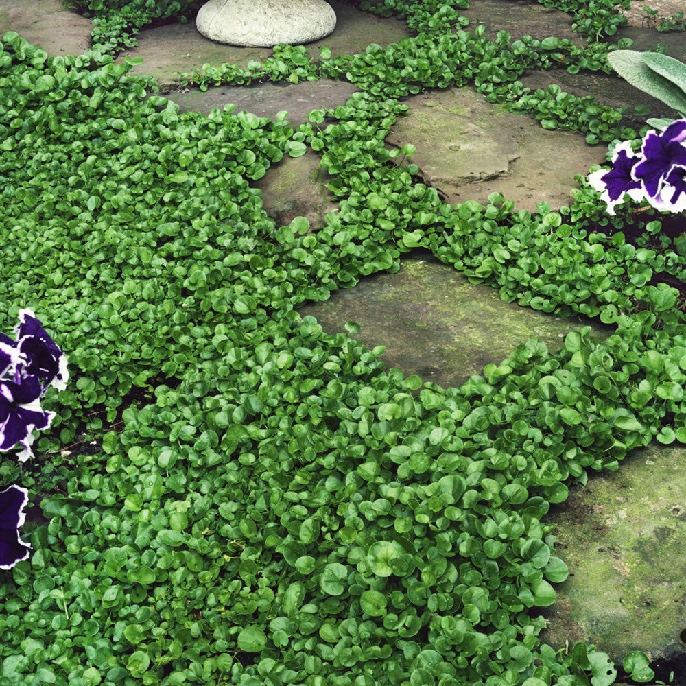 Perennial Dichondra Repens Seeds – 1 lb Dense Green, Low-Maintenance Ground C…