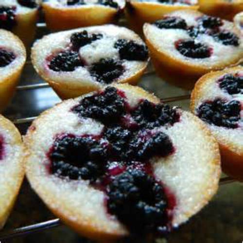 Black Raspberry Bush Seeds – SWEET DELICIOUS FRUIT – COMB. S/H See Our Store!