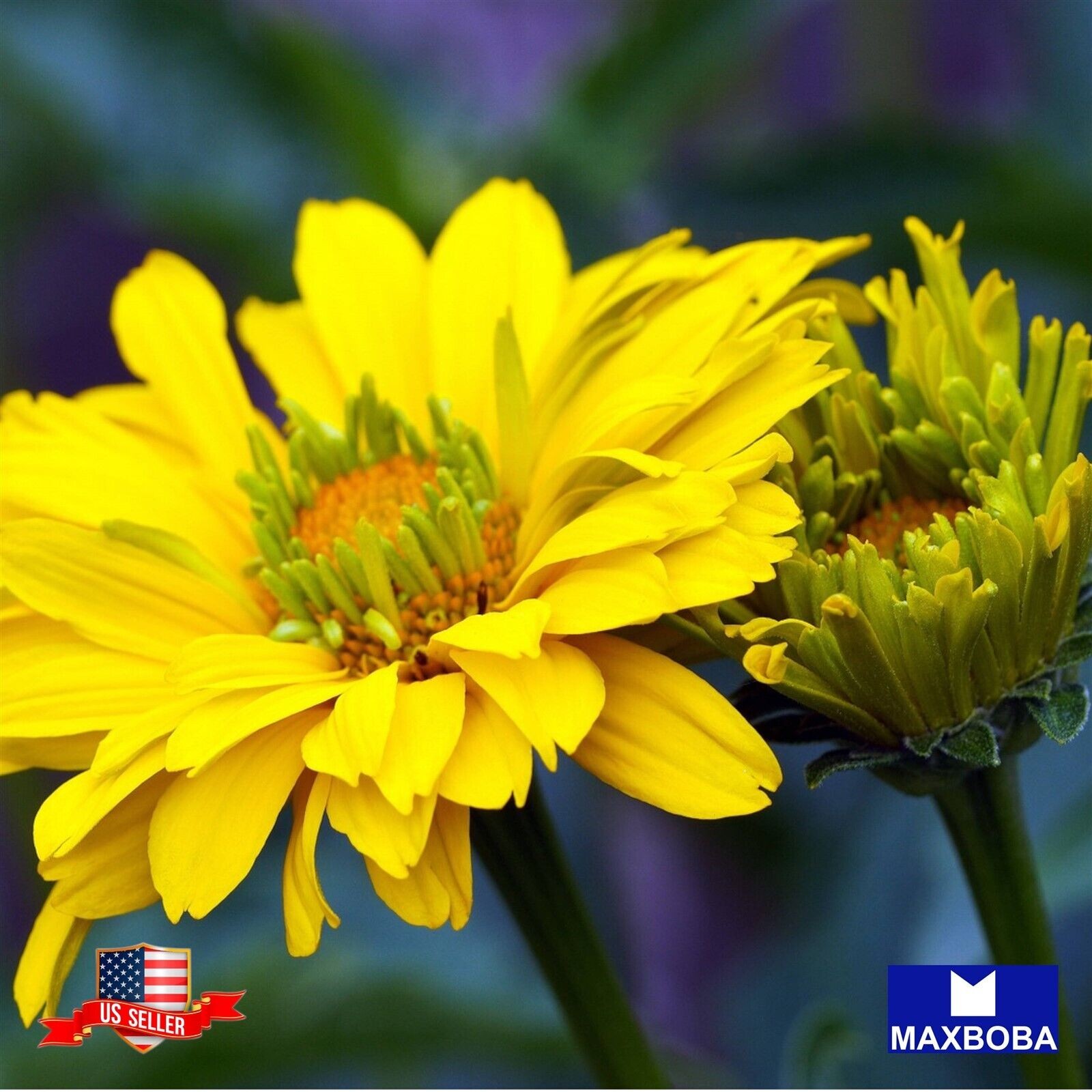 05 Heliopsis Seeds Summer Sun Non-GMO