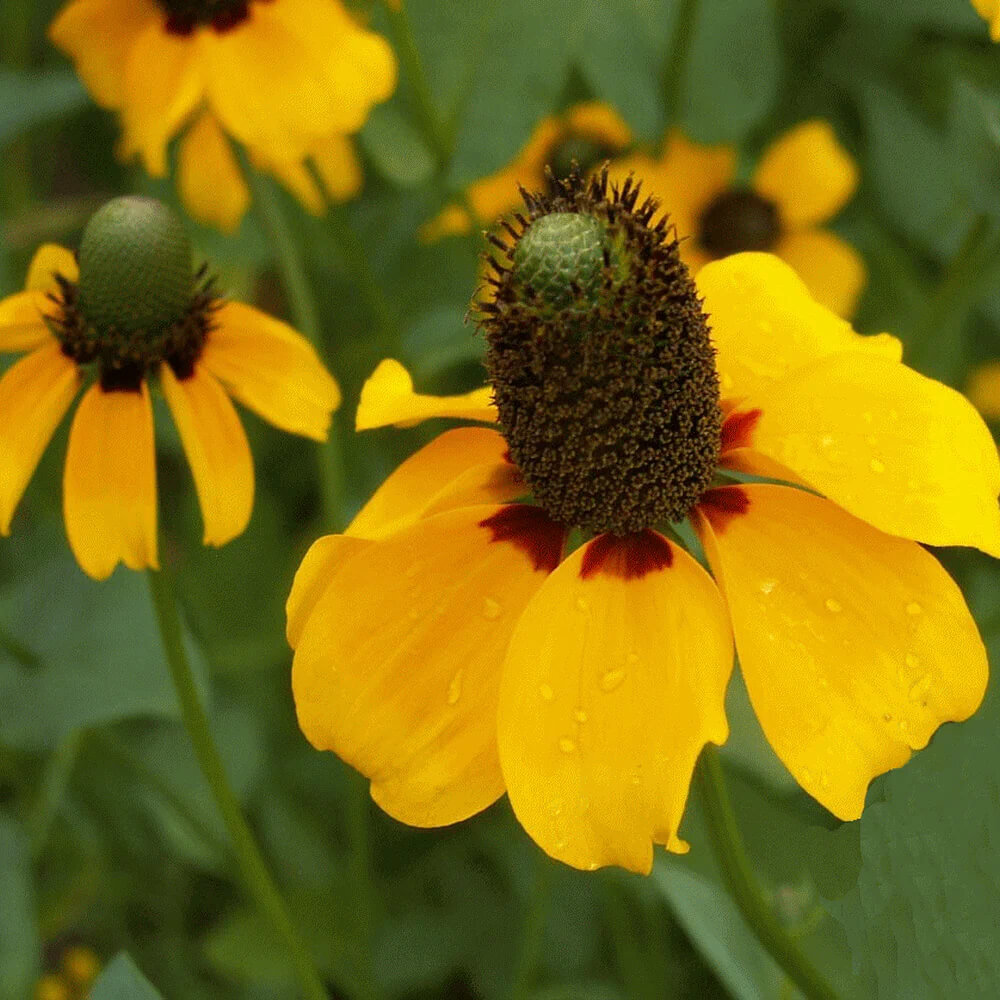 Clasping Coneflower Seeds | 500 – 10,000 Seeds | Non-GMO | Free Shipping | 1258