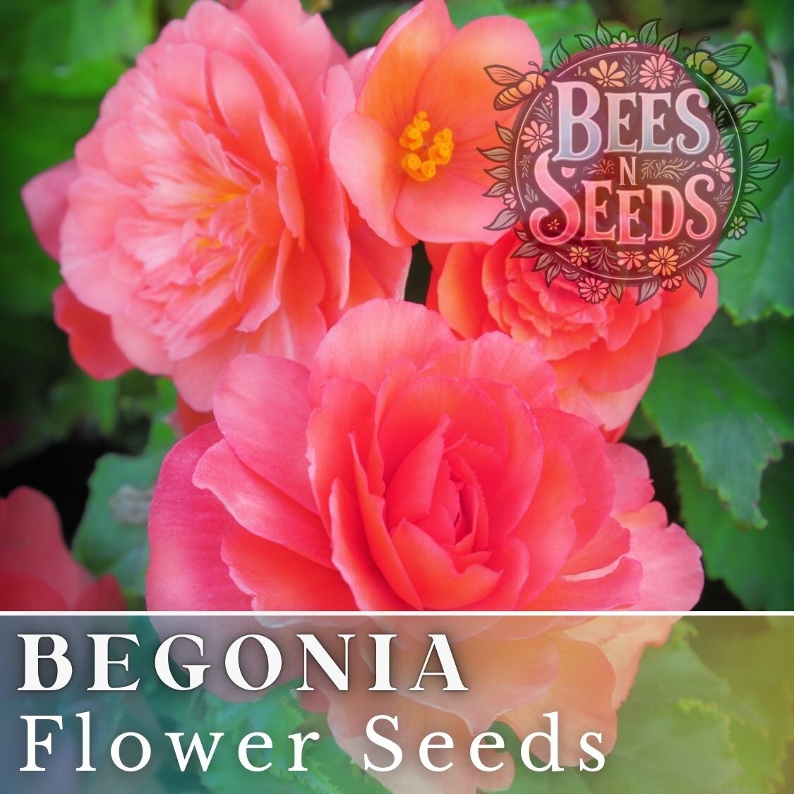 Dusk Nectar Begonia Seeds 45 or 125 Seeds Flower, Flower Seeds, Non GMO