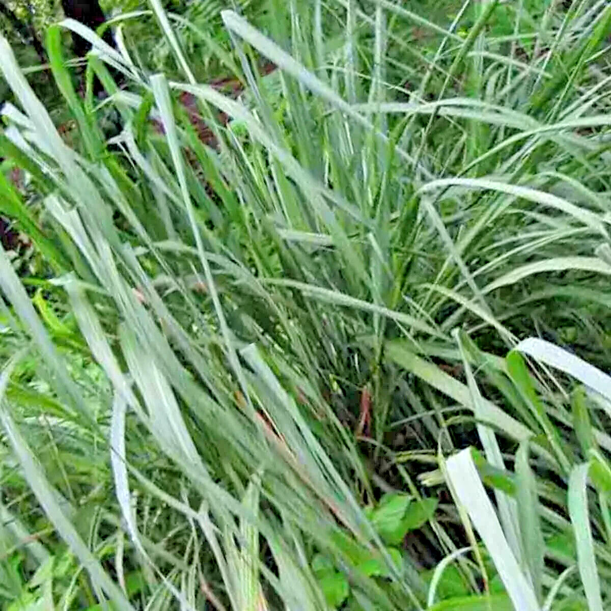LEMONGRASS | 600+ SEEDS | LEMON GRASS | FRESH & NON-GMO | USA FREE SHIP