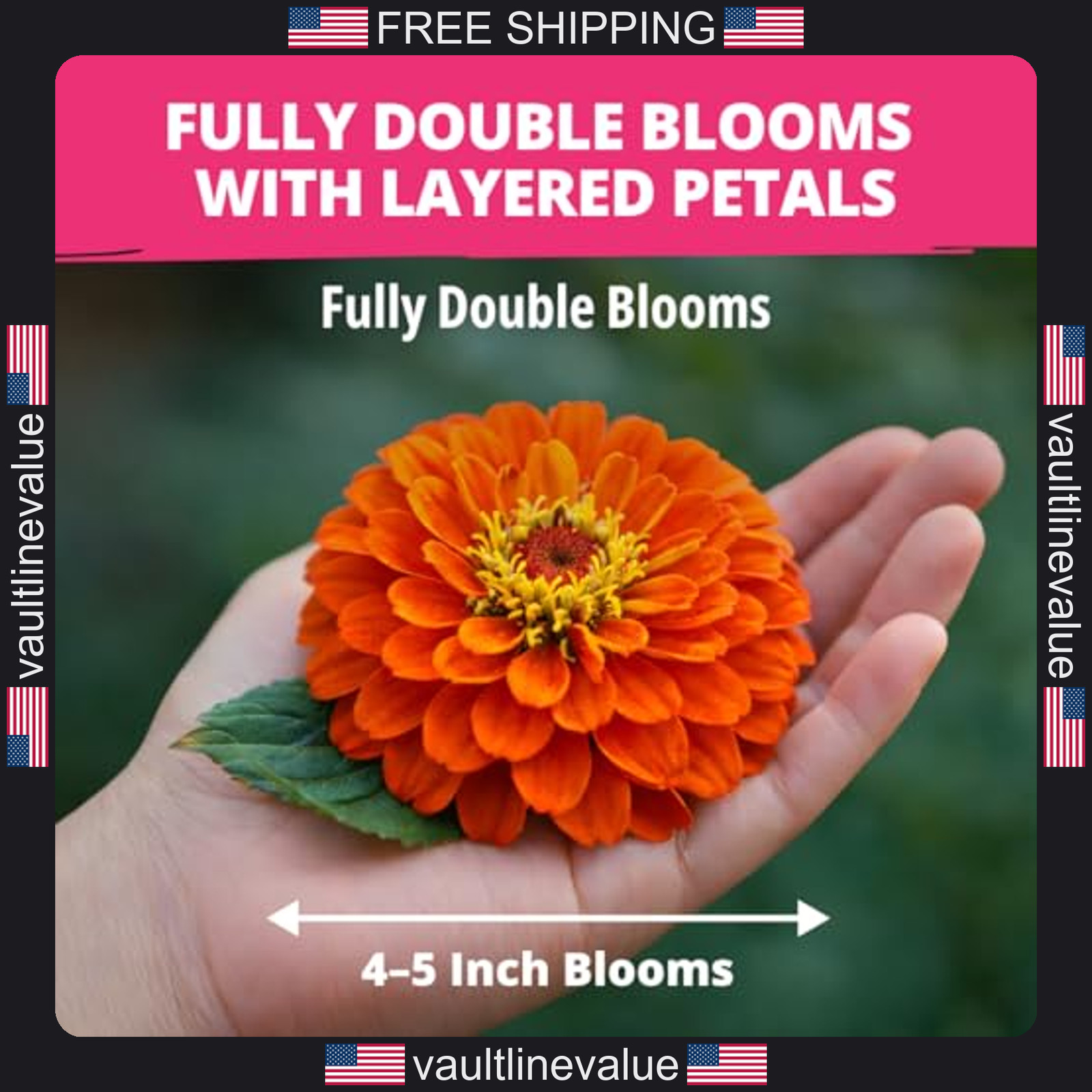 Home Grown Zinnia Dahlia Seeds Pack 524 Non GMO Flower Seeds for Gardens
