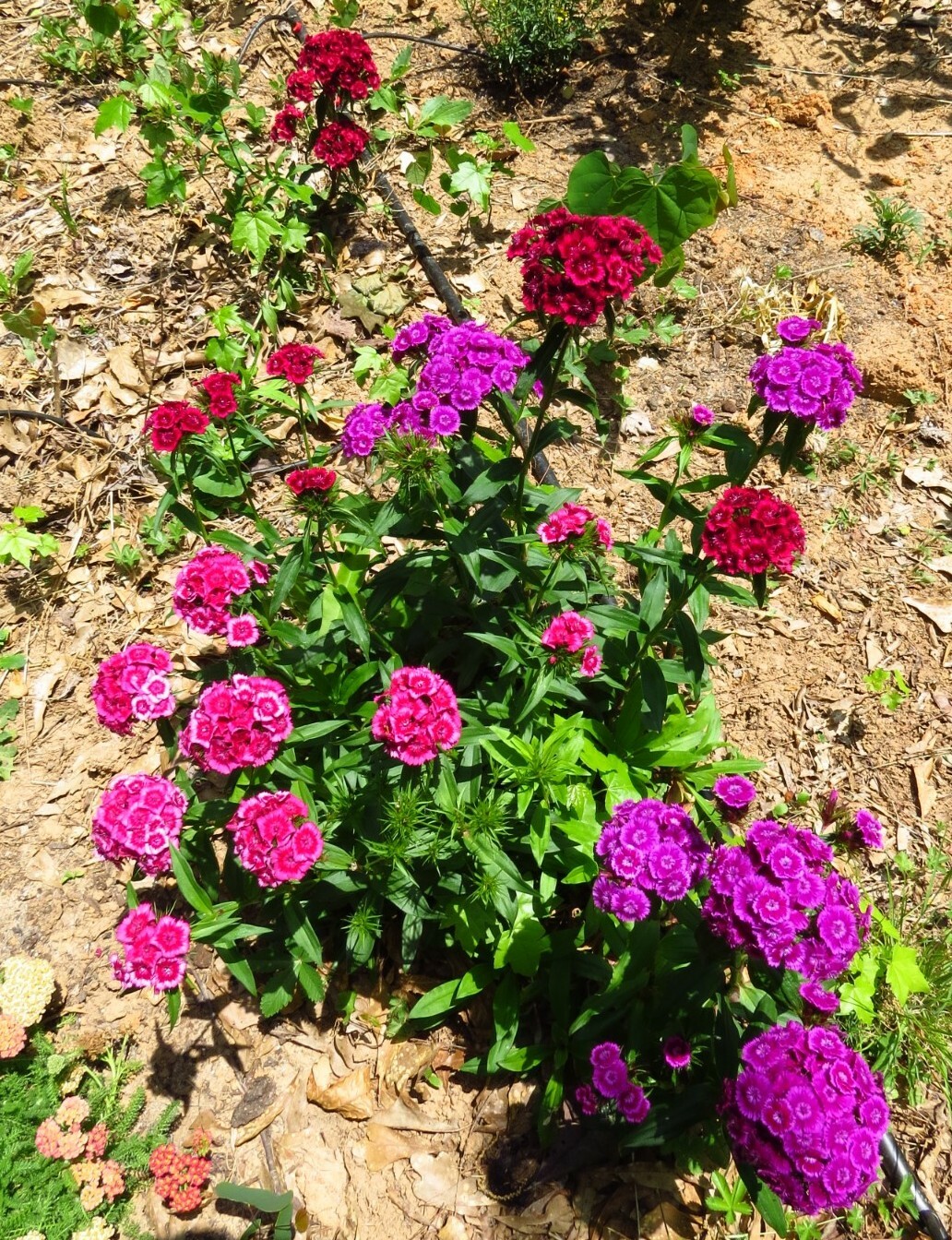 100+ Sweet William Mix Colors Flower Seeds, Biennial plant,US grown.