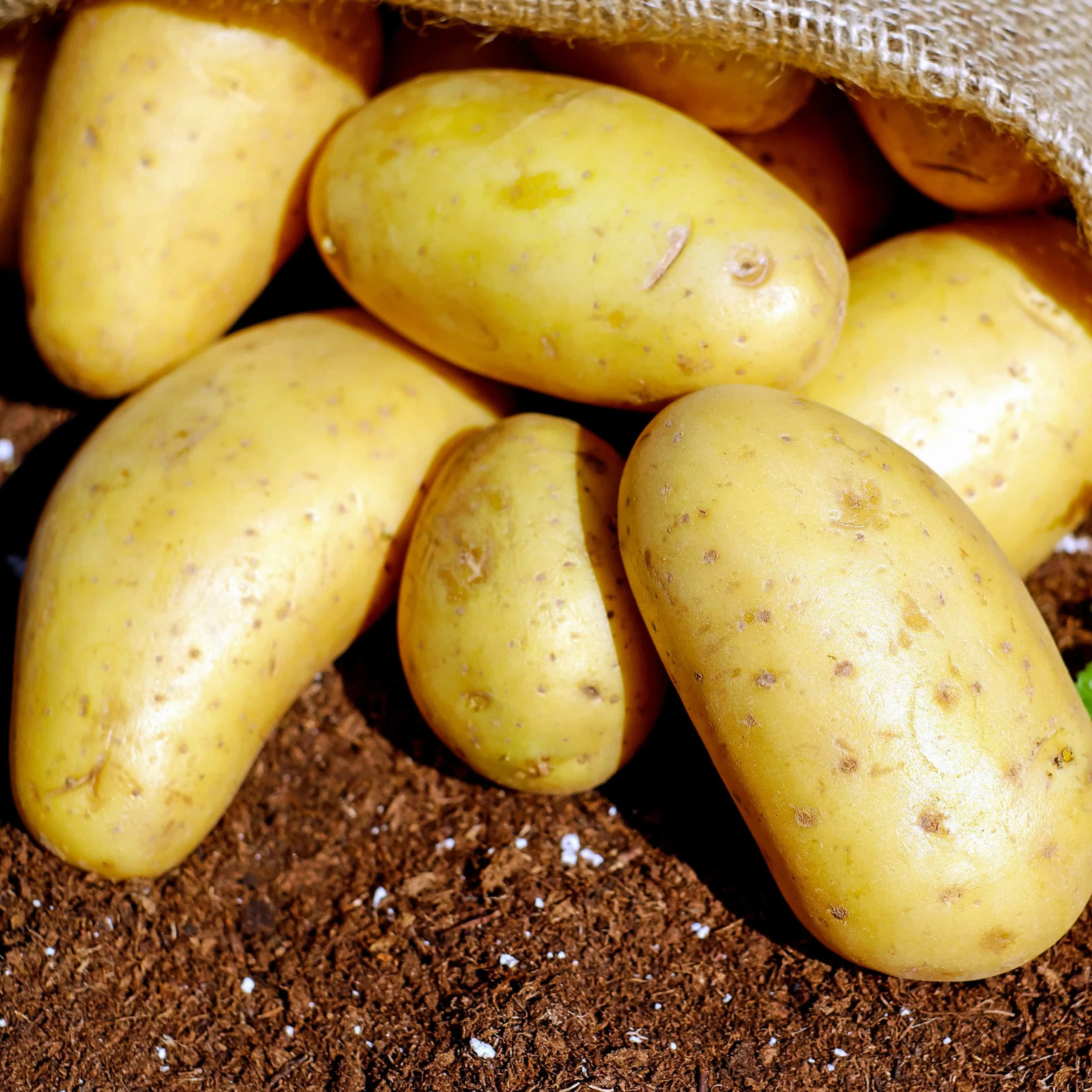 PRE-ORDER NOW! SHIPS APRIL 2026 – Yukon Gold Seed Potatoes Seeds