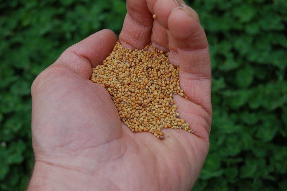 Clover Seed Mix 3 Part Garden Soil Cover Natural Attractant 5lb Heavy Duty
