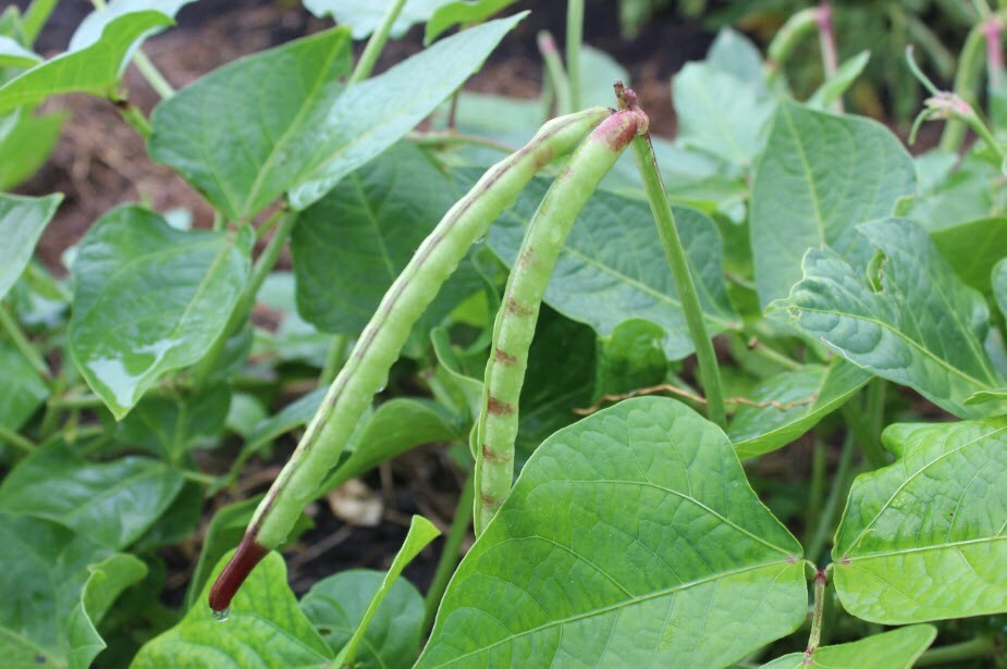 PINKEYE PURPLE HULL PEAS 150 SEEDS 1oz