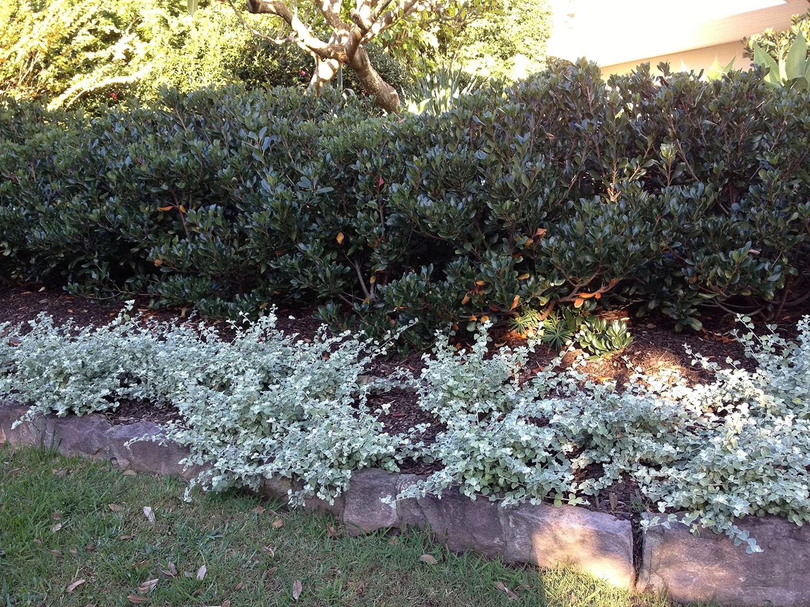 Saltbush Seeds for Planting -50 Seeds – Great Landscape Bush – Made in USA