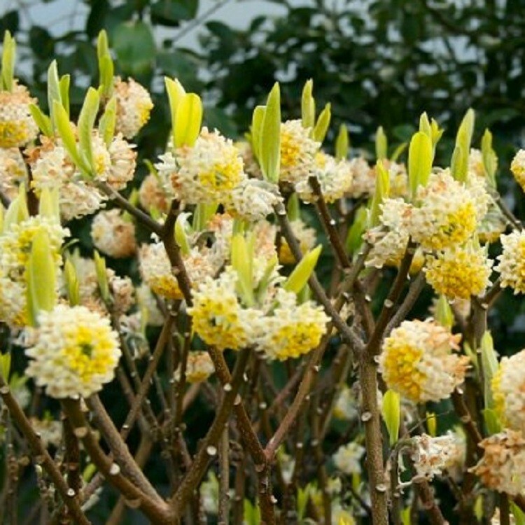 Edgeworthia chrysantha PAPERBUSH Fragrant Yellow Flowers – Shrub Seeds!