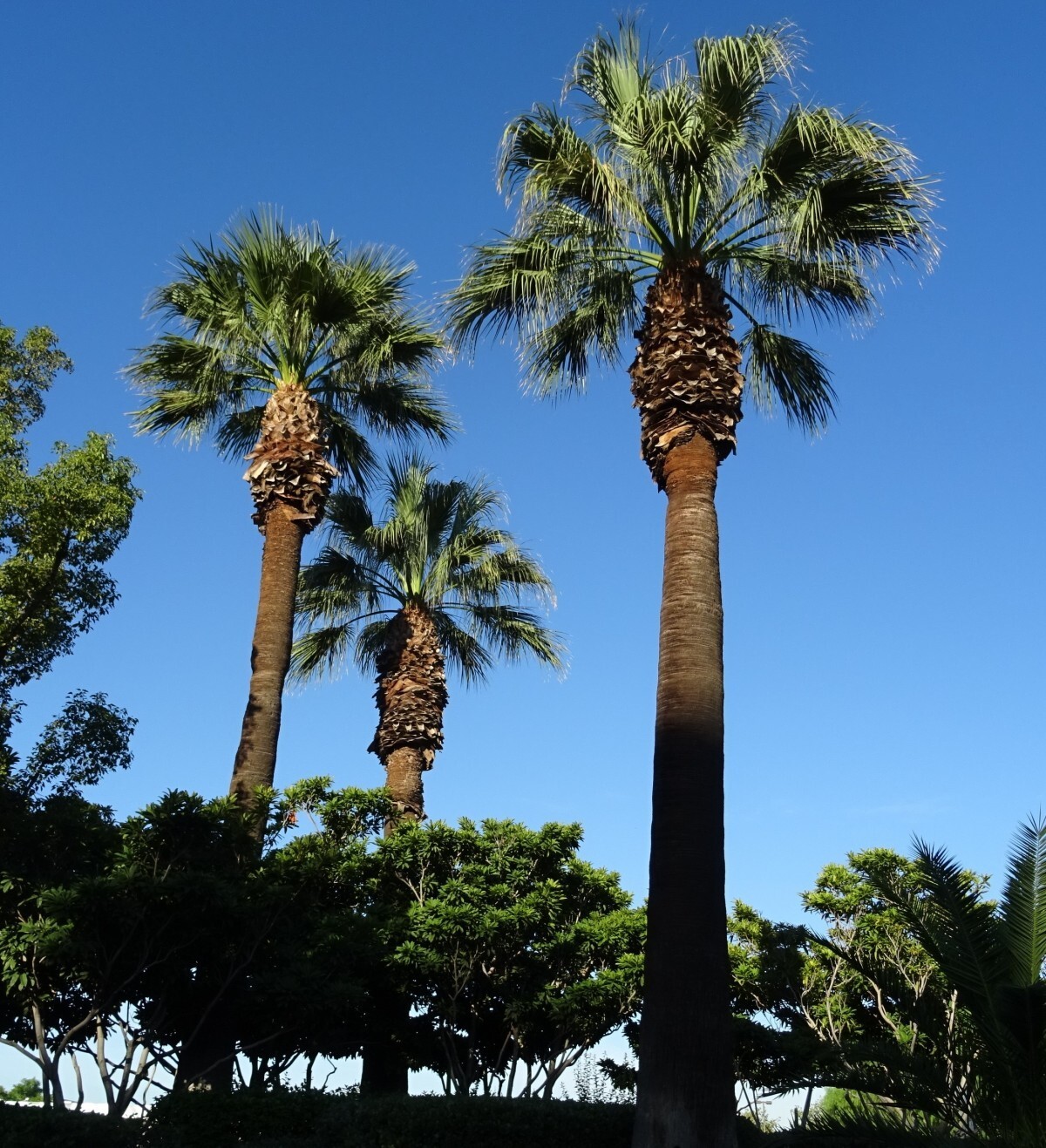 CALIFORNIA DESERT FAN PALM TREE SEEDS (Washingtonia Filifera) Cold Hardy-Zone 8