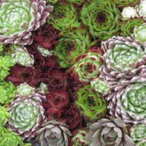 50+ SEMPERVIVUM HARDY PERENNIAL SPECIES MIX SUCCULLENT FLOWER SEEDS LONG LASTING