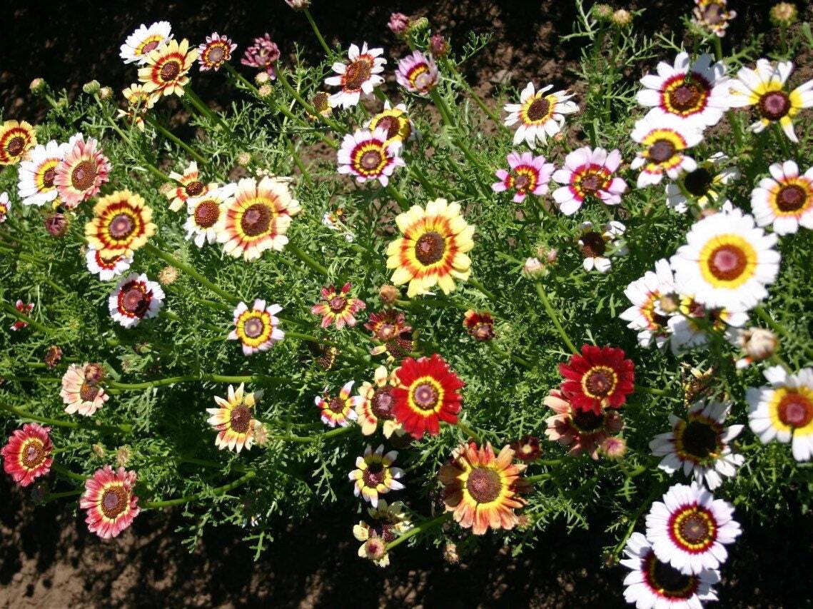 100+ Painted Mix Daisy Seeds | Colorful Rings Rainbow Paper Wild Flower Seed 20