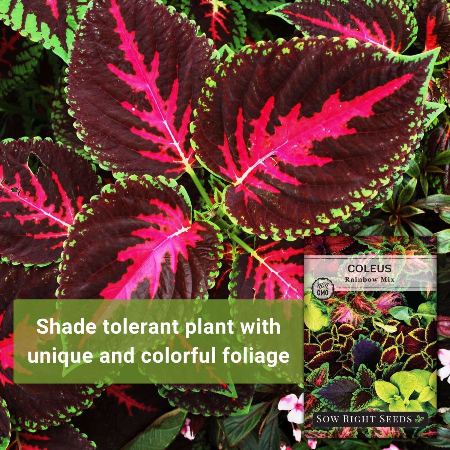 High Germination Rainbow Mix Coleus Seeds – Stunning Colors for Your Garden